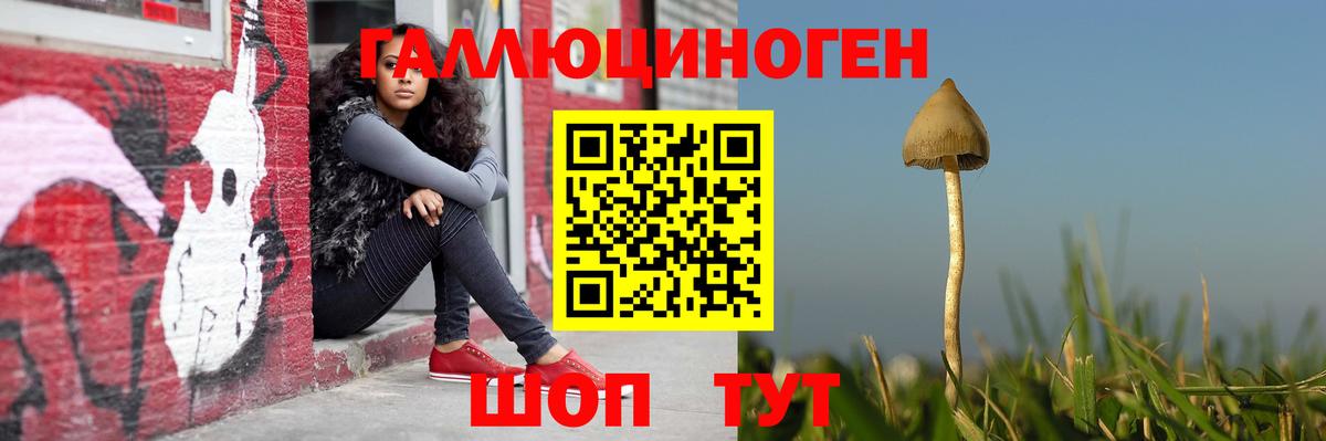 Северобайкальск  Псилоцибиновые грибы Psilocybe  Вход с VPN 